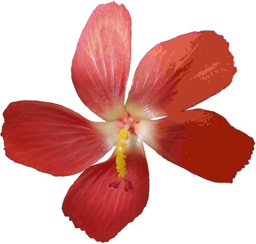 Jimmy Hoo Accessories test api rest 123